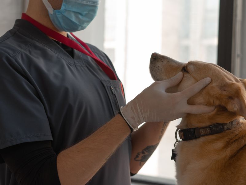 Veterinarian examining a dog